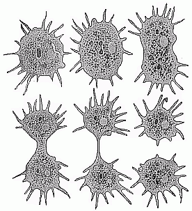 Fig.17 Division
of a unicellular amœba.