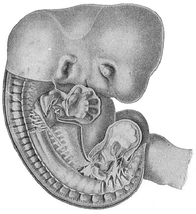 Fig.175. Human embryo, five weeks
old, half an inch long, seen from the right.