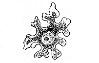 Fig.18. Ovum of a
sponge.