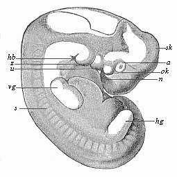 Fig.181. Human embryo
of the middle of the fifth week, one-third of an inch long.