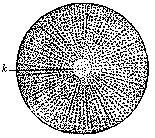 Fig.2 Stem-cell of one of the echinoderms