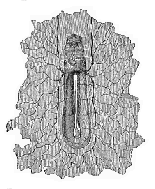 Fig.202. Boat-shaped
embryo of the dog, from the ventral side, magnified.