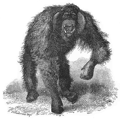 Fig.205. Wild orang (Dyssatyrus
auritus).