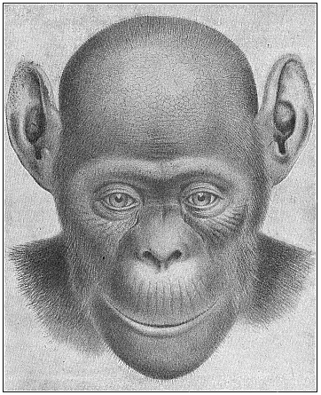 Fig.206. The bald-headed chimpanzee
(Anthropithecus calvus). Female.