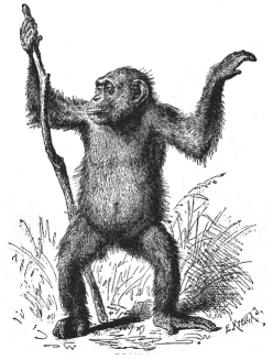 Fig.207. Female chimpanzee
(Anthropithecus niger).