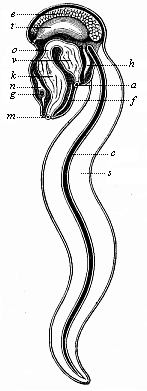 Fig.225. An
Appendicaria (Copelata), seen from the left.