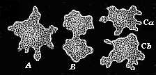 Fig.228. A moneron (Protamoeba) in the act of
reproduction.