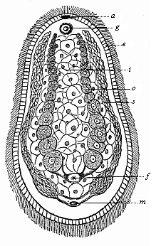 Fig.239. Aphanostomum
Langii (Haekel), a primitive worm of the platodaria class, of the order of
Cryptocoela or Acoela.