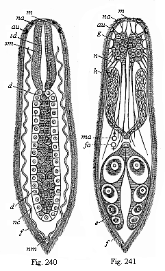 Fig.240. A simple
turbellarian (Rhabdocoelum). Fig. 241. The same, showing the other organs.