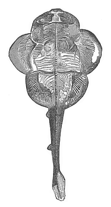 Fig.251. Fossil
angel-shark (Squatina alifera) from the upper Jurassic at Eichstätt.