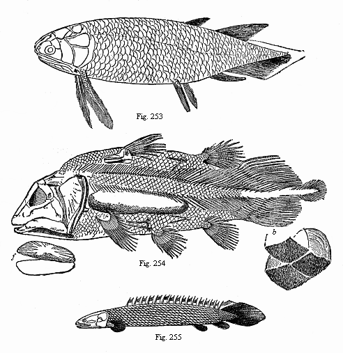 Fig.253. A Devonian
Crossopterygius (Holoptychius nobilissimus), from the Scotch old red sandstone.
Fig. 254. A Jurassic Crossopterygius (Undina penicillata), from the upper
Jurassic at Eichstätt. Fig. 255. A living Crossopterygius, from the Upper
Nile.