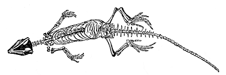 Fig.265. Homoeosaurus
pulchellus, a Jurassic proreptile from Kehlheim.