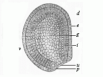 Fig.39 Gastrula of the
amphioxus, seen from left side.