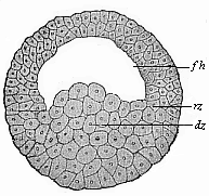 Blastula of the
water-salamander.