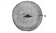 Fig.46. Embryonic vesicle of triton.