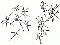 Fig.7 Eleven star-shaped cells.