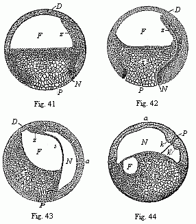 Figs. 41-44. Four vertical sections of the fertilised ovum of the toad, in four successive stages of development.