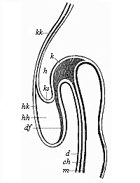 Longitudinal section of the fore half of a chick-embryo at the end of the first day of incubation (seen from the left side).