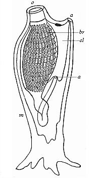 Organisation of an Ascidia (left view).