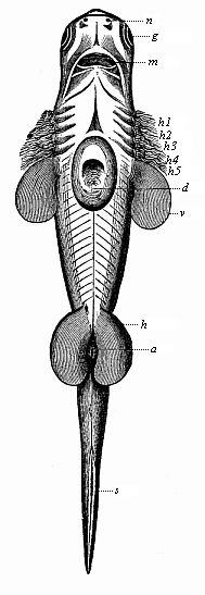 Embryo of a shark (Scymnus lichia)< seen from the ventral side.