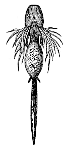 Larva of the Spotted Salamander (Salamandra maculata), seen from the ventral side.