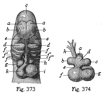 Fig. 373. Heart and head of a dog-embryo, from the front. Fig. 374. Heart of the same dog-embryo, from behind.