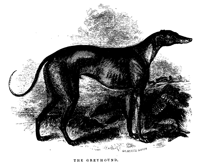 The Greyhound