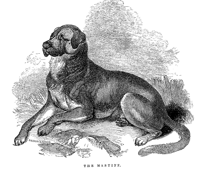 The Mastiff